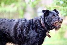 JAMI, Hund, Mischlingshund in Berlin - Bild 4