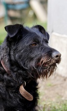 JAMI, Hund, Mischlingshund in Berlin - Bild 5