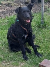 JAMI, Hund, Mischlingshund in Berlin - Bild 6