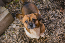 SCHRÖDER, Hund, Mischlingshund in Kroatien - Bild 1