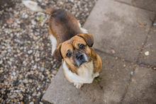 SCHRÖDER, Hund, Mischlingshund in Kroatien - Bild 2
