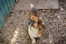 SCHRÖDER, Hund, Mischlingshund in Kroatien - Bild 3