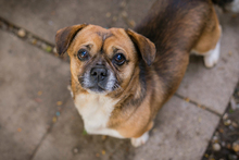 SCHRÖDER, Hund, Mischlingshund in Kroatien - Bild 4
