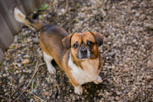 SCHRÖDER, Hund, Mischlingshund in Kroatien - Bild 5