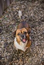 SCHRÖDER, Hund, Mischlingshund in Kroatien - Bild 6