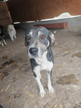 ROMINA, Hund, Mischlingshund in Rumänien - Bild 1