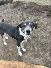 ROMINA, Hund, Mischlingshund in Rumänien - Bild 2