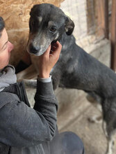 ROMINA, Hund, Mischlingshund in Rumänien - Bild 3