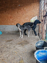 ROMINA, Hund, Mischlingshund in Rumänien - Bild 5