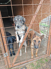ROMINA, Hund, Mischlingshund in Rumänien - Bild 9