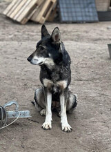 GESA, Hund, Deutscher Schäferhund in Rumänien - Bild 2