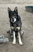GESA, Hund, Deutscher Schäferhund in Rumänien - Bild 3