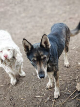 GESA, Hund, Deutscher Schäferhund in Rumänien - Bild 4