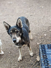 GESA, Hund, Deutscher Schäferhund in Rumänien - Bild 5