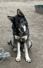 GESA, Hund, Deutscher Schäferhund in Rumänien - Bild 6