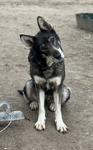 GESA, Hund, Mischlingshund in Rumänien - Bild 1