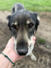 GESA, Hund, Mischlingshund in Rumänien - Bild 10