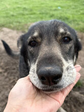 GESA, Hund, Mischlingshund in Rumänien - Bild 7