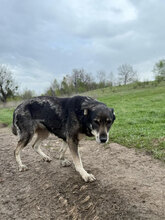 GESA, Hund, Mischlingshund in Rumänien - Bild 8