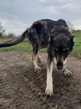 GESA, Hund, Mischlingshund in Rumänien - Bild 9