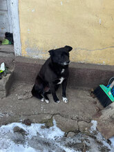 LEXI, Hund, Mischlingshund in Rumänien - Bild 2