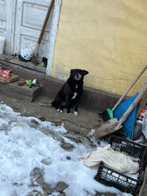 LEXI, Hund, Mischlingshund in Rumänien - Bild 3