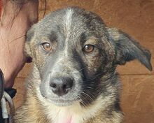 CLARA, Hund, Mischlingshund in Rumänien - Bild 1