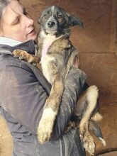 CLARA, Hund, Mischlingshund in Rumänien - Bild 11