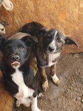 CLARA, Hund, Mischlingshund in Rumänien - Bild 2