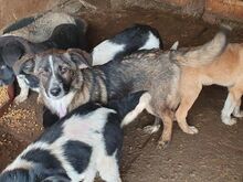 CLARA, Hund, Mischlingshund in Rumänien - Bild 3