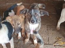 CLARA, Hund, Mischlingshund in Rumänien - Bild 5