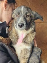 CLARA, Hund, Mischlingshund in Rumänien - Bild 7