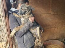 CLARA, Hund, Mischlingshund in Rumänien - Bild 8