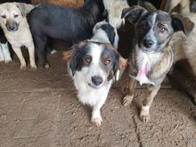 CLARA, Hund, Mischlingshund in Rumänien - Bild 9