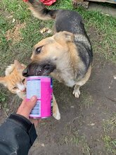 DEXTER, Hund, Deutscher Schäferhund in Rumänien - Bild 1