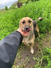 DEXTER, Hund, Deutscher Schäferhund in Rumänien - Bild 2
