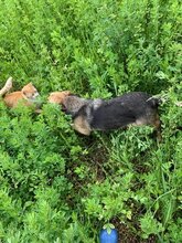 DEXTER, Hund, Deutscher Schäferhund in Rumänien - Bild 3