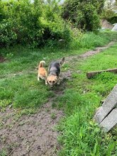 DEXTER, Hund, Deutscher Schäferhund in Rumänien - Bild 4