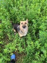 DEXTER, Hund, Deutscher Schäferhund in Rumänien - Bild 5