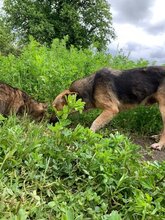 DEXTER, Hund, Deutscher Schäferhund in Rumänien - Bild 6