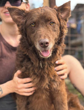 ROSSO, Hund, Mischlingshund in Öhringen