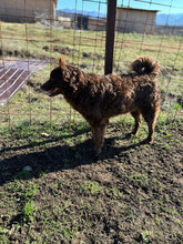 ROSSO, Hund, Mudi in Rumänien - Bild 3