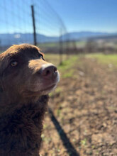 ROSSO, Hund, Mudi in Rumänien - Bild 4