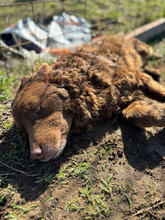 ROSSO, Hund, Mudi in Rumänien - Bild 5