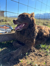 ROSSO, Hund, Mudi in Rumänien - Bild 6