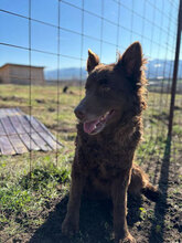 ROSSO, Hund, Mudi in Rumänien - Bild 7