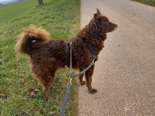 ROSSO, Hund, Mudi in Öhringen