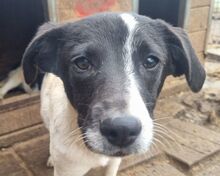 SIMON, Hund, Mischlingshund in Rumänien - Bild 1