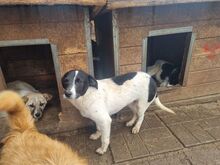 SIMON, Hund, Mischlingshund in Rumänien - Bild 2