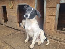 SIMON, Hund, Mischlingshund in Rumänien - Bild 3